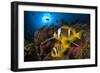 Red Sea anemonefish in Sea anemone, on a coral reef. Big Brother island, Red Sea-Jordi Chias-Framed Photographic Print