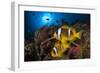 Red Sea anemonefish in Sea anemone, on a coral reef. Big Brother island, Red Sea-Jordi Chias-Framed Photographic Print