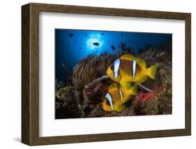 Red Sea anemonefish in Sea anemone, on a coral reef. Big Brother island, Red Sea-Jordi Chias-Framed Photographic Print