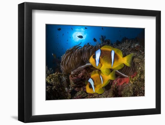 Red Sea anemonefish in Sea anemone, on a coral reef. Big Brother island, Red Sea-Jordi Chias-Framed Photographic Print