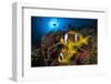 Red Sea anemonefish in Sea anemone, on a coral reef. Big Brother island, Red Sea-Jordi Chias-Framed Photographic Print