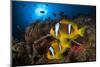 Red Sea anemonefish in Sea anemone, on a coral reef. Big Brother island, Red Sea-Jordi Chias-Mounted Photographic Print