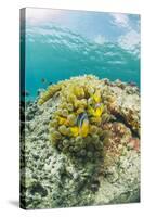 Red Sea Anemonefish Pair (Amphiprion Bicinctus) and Bubble Anemone (Entacmaea Quadricolor)-Mark Doherty-Stretched Canvas