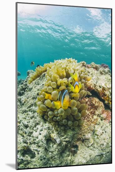 Red Sea Anemonefish Pair (Amphiprion Bicinctus) and Bubble Anemone (Entacmaea Quadricolor)-Mark Doherty-Mounted Photographic Print