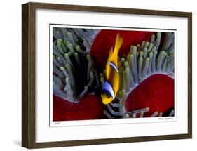 Red Sea Anemonefish-Jones-Shimlock-Framed Giclee Print