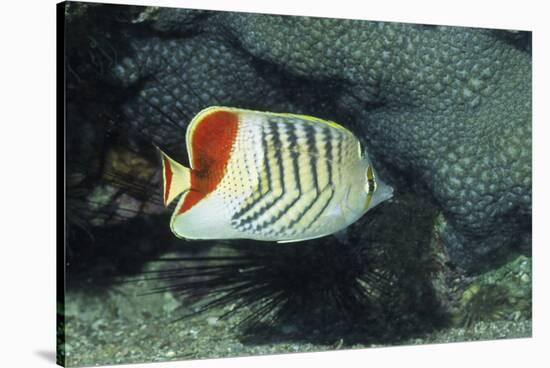 Red Sea Chevron Butterflyfish-Hal Beral-Stretched Canvas