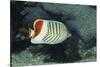 Red Sea Chevron Butterflyfish-Hal Beral-Stretched Canvas