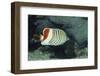 Red Sea Chevron Butterflyfish-Hal Beral-Framed Photographic Print