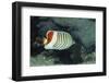 Red Sea Chevron Butterflyfish-Hal Beral-Framed Photographic Print