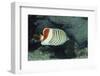 Red Sea Chevron Butterflyfish-Hal Beral-Framed Photographic Print