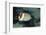 Red Sea Chevron Butterflyfish-Hal Beral-Framed Photographic Print