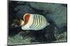 Red Sea Chevron Butterflyfish-Hal Beral-Mounted Photographic Print