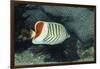 Red Sea Chevron Butterflyfish-Hal Beral-Framed Photographic Print