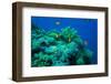 Red Sea Coral Reef with Reef Fishes-AUSTIN REX LOBATON-Framed Photographic Print