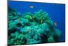 Red Sea Coral Reef with Reef Fishes-AUSTIN REX LOBATON-Mounted Photographic Print