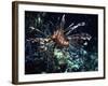 Red Sea Flower-Piet Flour-Framed Photographic Print