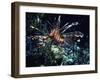 Red Sea Flower-Piet Flour-Framed Photographic Print