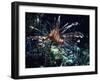 Red Sea Flower-Piet Flour-Framed Photographic Print