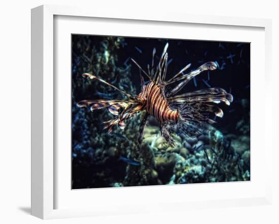 Red Sea Flower-Piet Flour-Framed Photographic Print