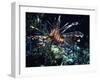 Red Sea Flower-Piet Flour-Framed Photographic Print