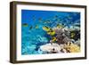 Red Sea Racoon Butterflyfish-Georgette Douwma-Framed Photographic Print