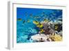 Red Sea Racoon Butterflyfish-Georgette Douwma-Framed Photographic Print