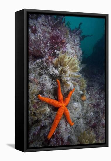 Red Sea Star (Echinaster Sepositus) and Bryozoans Fauna. Channel Islands, UK July-Sue Daly-Framed Stretched Canvas