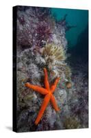 Red Sea Star (Echinaster Sepositus) and Bryozoans Fauna. Channel Islands, UK July-Sue Daly-Stretched Canvas