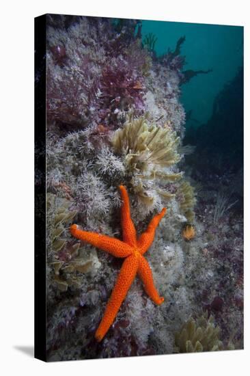 Red Sea Star (Echinaster Sepositus) and Bryozoans Fauna. Channel Islands, UK July-Sue Daly-Stretched Canvas