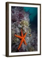 Red Sea Star (Echinaster Sepositus) and Bryozoans Fauna. Channel Islands, UK July-Sue Daly-Framed Premium Photographic Print