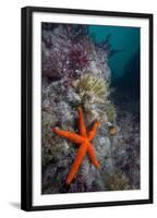 Red Sea Star (Echinaster Sepositus) and Bryozoans Fauna. Channel Islands, UK July-Sue Daly-Framed Premium Photographic Print