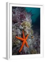 Red Sea Star (Echinaster Sepositus) and Bryozoans Fauna. Channel Islands, UK July-Sue Daly-Framed Premium Photographic Print