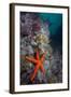 Red Sea Star (Echinaster Sepositus) and Bryozoans Fauna. Channel Islands, UK July-Sue Daly-Framed Premium Photographic Print