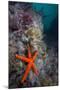 Red Sea Star (Echinaster Sepositus) and Bryozoans Fauna. Channel Islands, UK July-Sue Daly-Mounted Premium Photographic Print