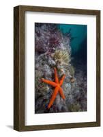 Red Sea Star (Echinaster Sepositus) and Bryozoans Fauna. Channel Islands, UK July-Sue Daly-Framed Photographic Print