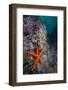 Red Sea Star (Echinaster Sepositus) and Bryozoans Fauna. Channel Islands, UK July-Sue Daly-Framed Photographic Print