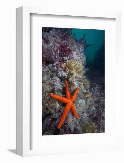 Red Sea Star (Echinaster Sepositus) and Bryozoans Fauna. Channel Islands, UK July-Sue Daly-Framed Photographic Print