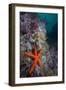 Red Sea Star (Echinaster Sepositus) and Bryozoans Fauna. Channel Islands, UK July-Sue Daly-Framed Photographic Print