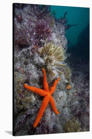 Red Sea Star (Echinaster Sepositus) and Bryozoans Fauna. Channel Islands, UK July-Sue Daly-Stretched Canvas