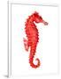 Red Seahorse-null-Framed Premium Giclee Print