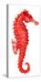 Red Seahorse-null-Stretched Canvas