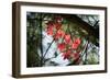 Red Serpentine-Philippe Sainte-Laudy-Framed Photographic Print