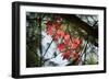 Red Serpentine-Philippe Sainte-Laudy-Framed Photographic Print