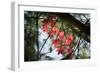 Red Serpentine-Philippe Sainte-Laudy-Framed Photographic Print