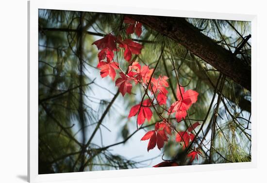 Red Serpentine-Philippe Sainte-Laudy-Framed Photographic Print