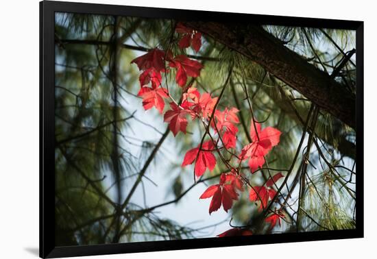 Red Serpentine-Philippe Sainte-Laudy-Framed Photographic Print