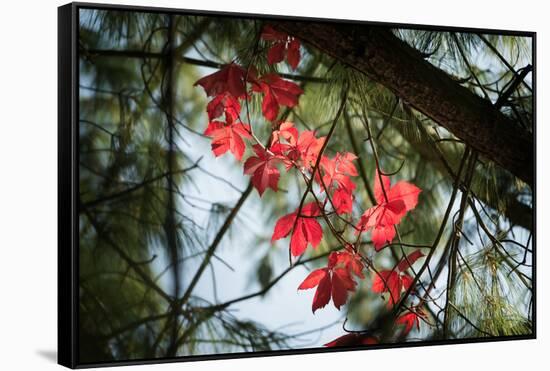 Red Serpentine-Philippe Sainte-Laudy-Framed Stretched Canvas