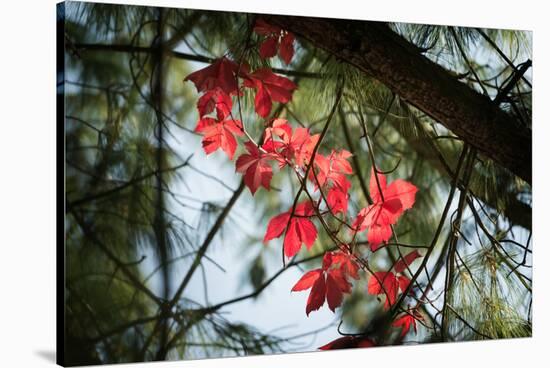 Red Serpentine-Philippe Sainte-Laudy-Stretched Canvas