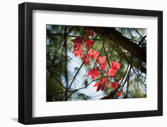 Red Serpentine-Philippe Sainte-Laudy-Framed Photographic Print