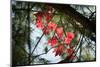 Red Serpentine-Philippe Sainte-Laudy-Mounted Photographic Print